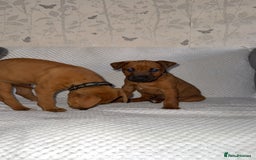 Mixed Breed dogs for sale: whippet x pit - Image 8