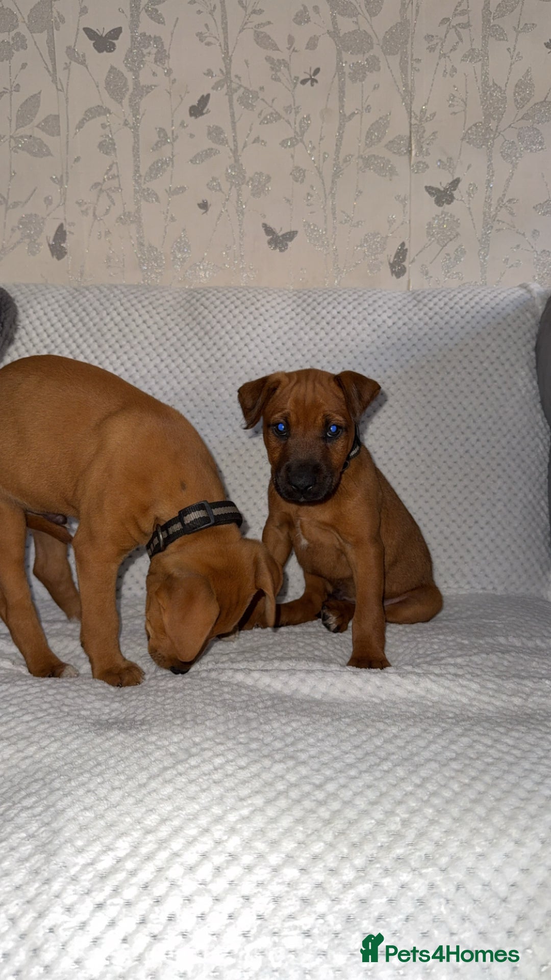 Mixed Breed dogs for sale: whippet x pit - Image 8