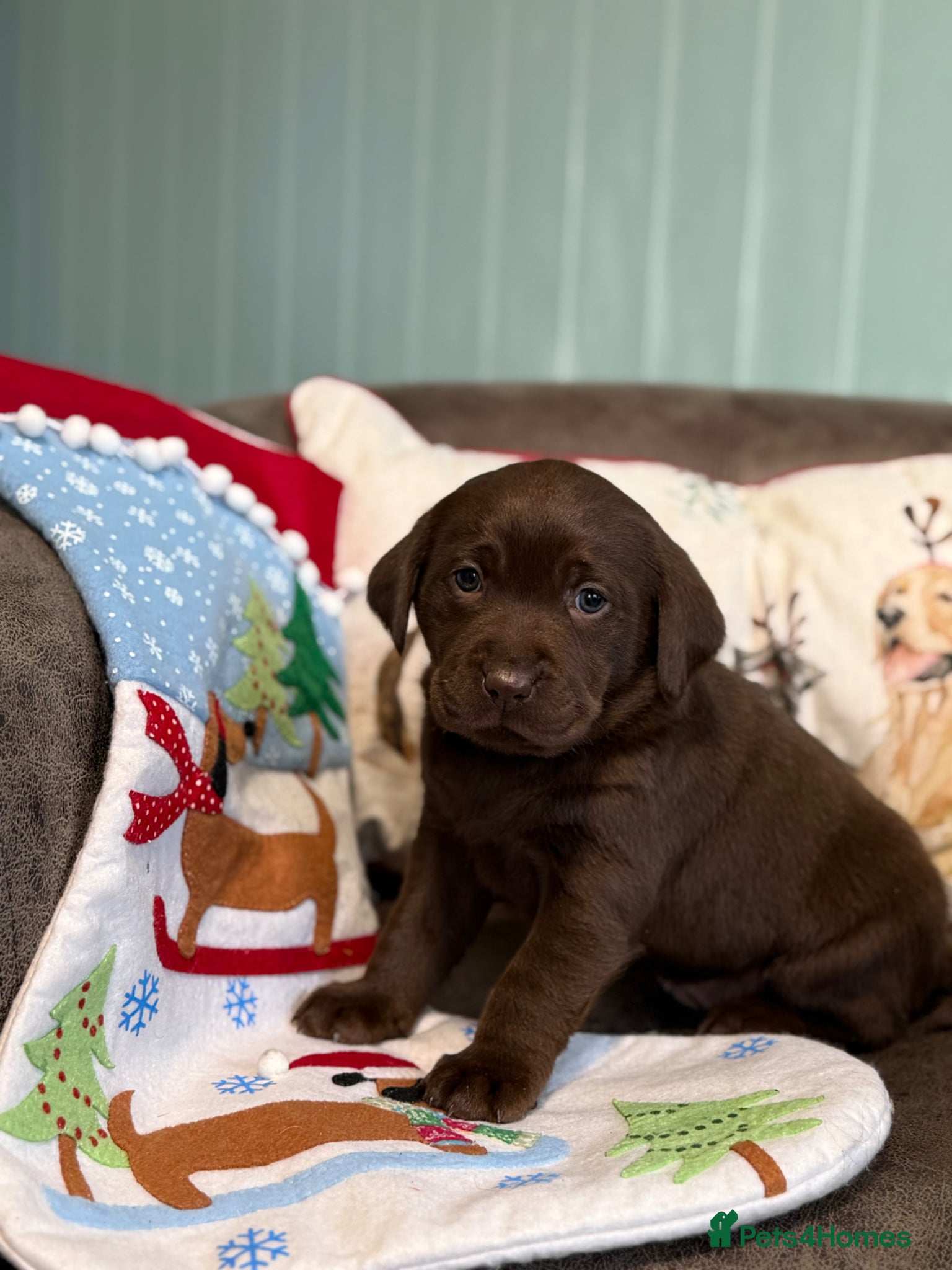 Labrador Retriever dogs Puppies have arrived at Westfena 🐾 Labradors   - Advert 1