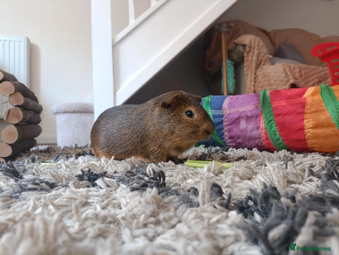 Guinea Pig rodents for sale: Guinea Pig for rehoming  in Hereford - Advert 4