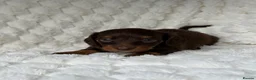 Miniature Dachshund dogs for sale: ❤️MINATURE DACHSHUND PUPPIES❤️ - Advert 8