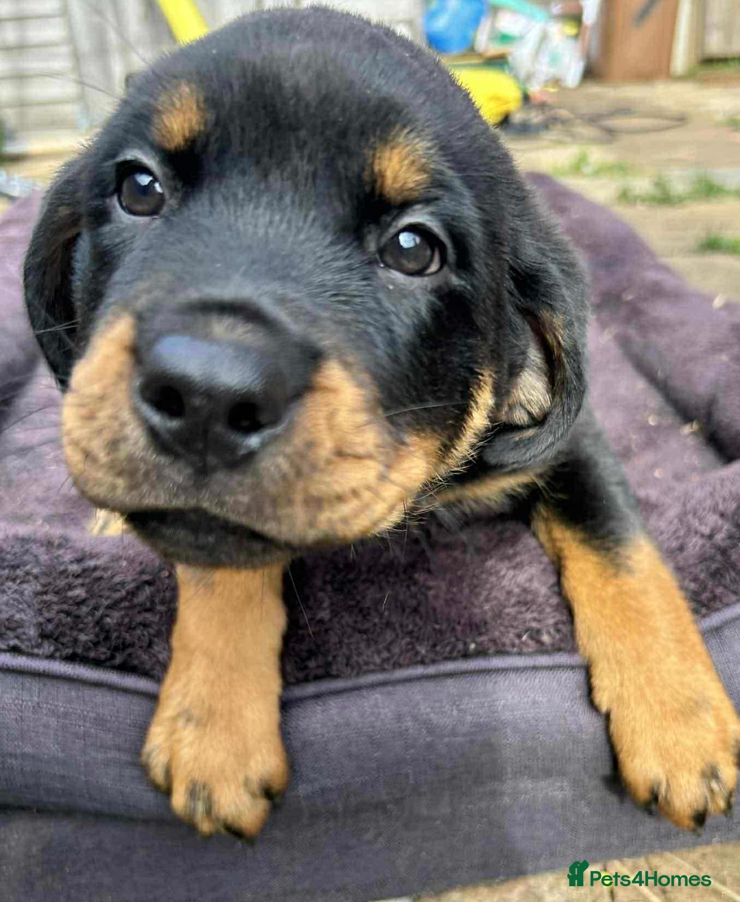 Rottweiler dogs for sale: Rottweiler puppies  - Image 15
