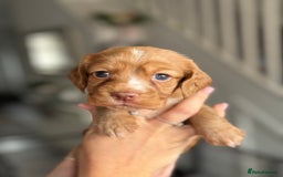 Cocker Spaniel dogs for sale: Cocker spaniel puppies  - Image 20