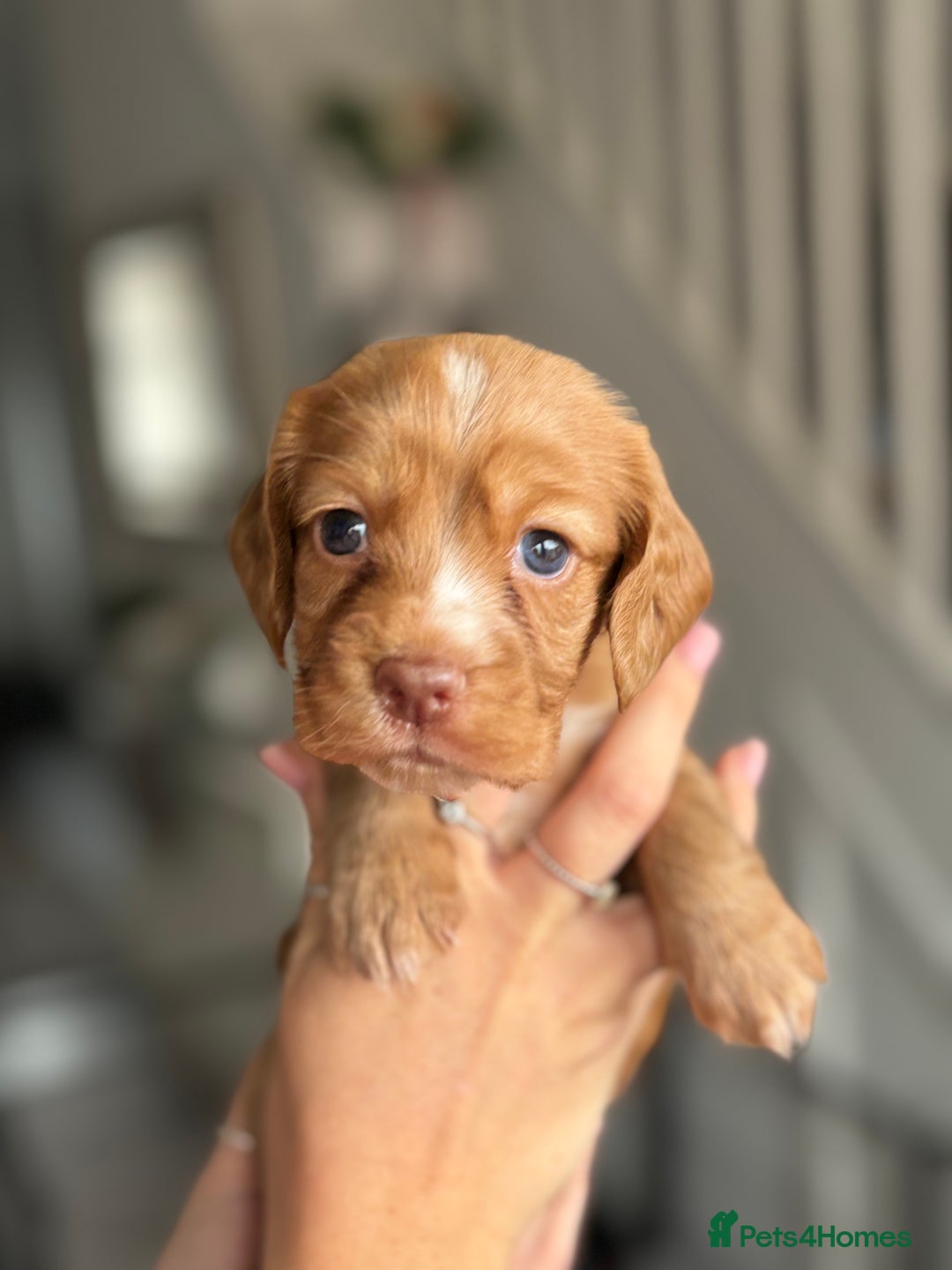 Cocker Spaniel dogs for sale: Cocker spaniel puppies  - Image 20