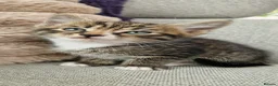 Mixed Breed cats for sale: Ragdoll Cross tabby & ginger Kittens  - Advert 9
