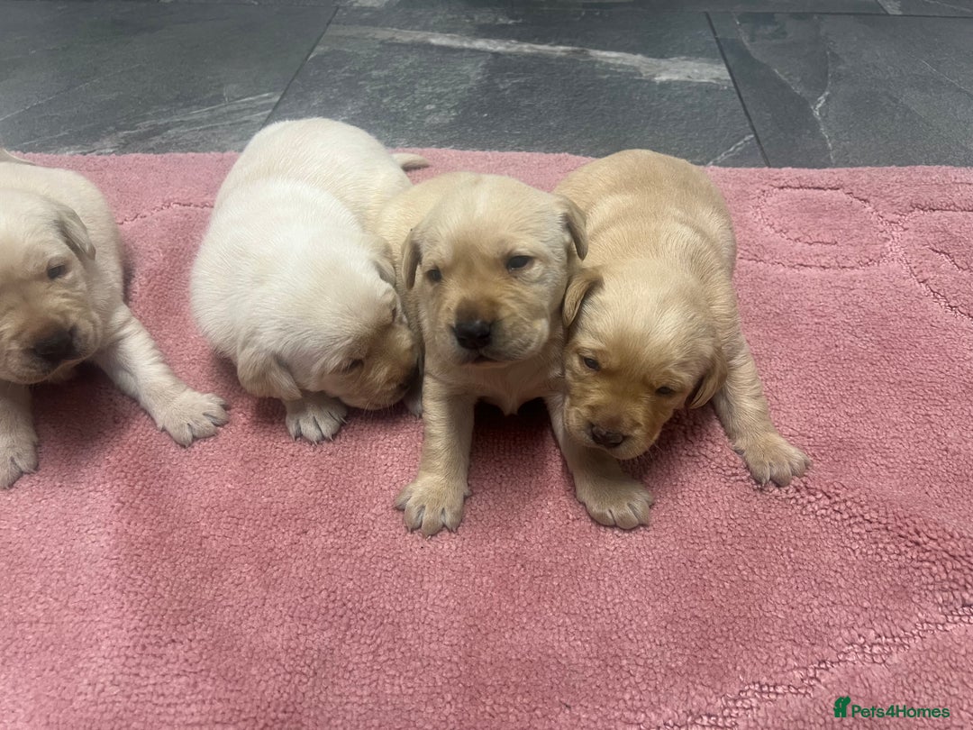 Labrador Retriever dogs for sale: Stunning Labrador puppys - Image 7