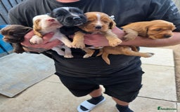 Cocker Spaniel dogs for sale: Cocker Spaniel puppies for sale - Image 1