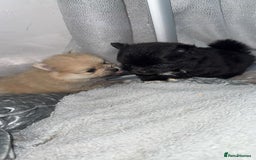Pomeranian dogs for sale: Pomeranian pups🩵🩷 - Image 16