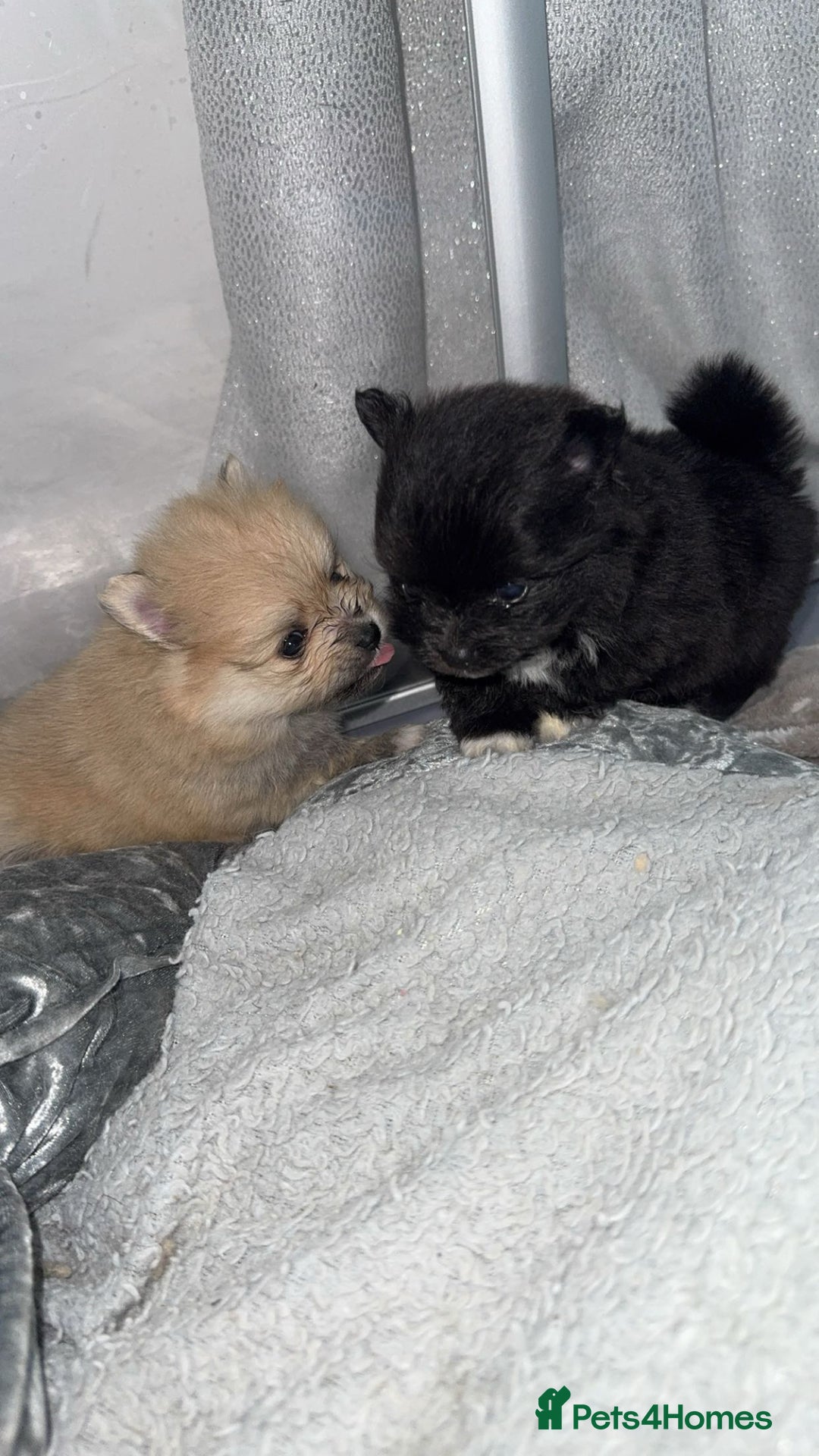 Pomeranian dogs for sale: Pomeranian pups🩵🩷 - Image 16