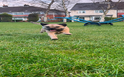 Border Terrier dogs for stud: Border terrier stud  in Rochdale - Image 5