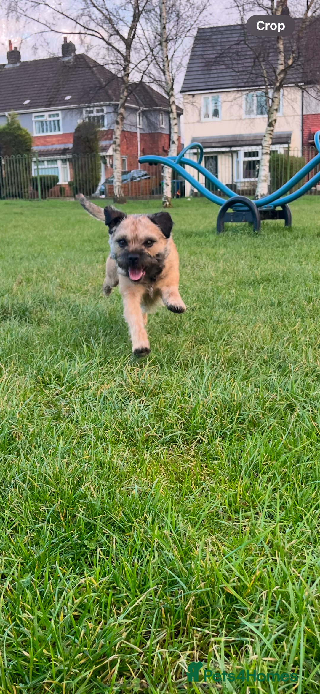 Border Terrier dogs for stud: Border terrier stud  in Rochdale - Image 5