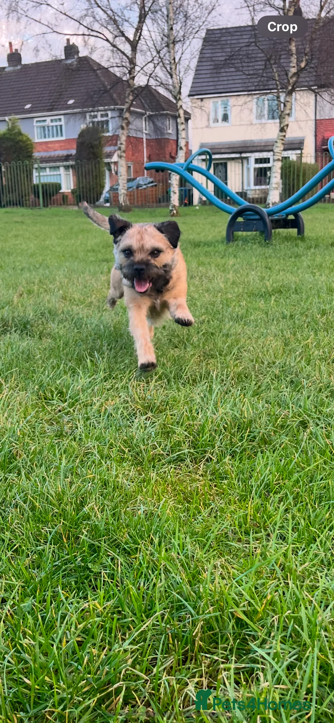 Border Terrier dogs for stud: Border terrier stud  in Rochdale - Advert 5