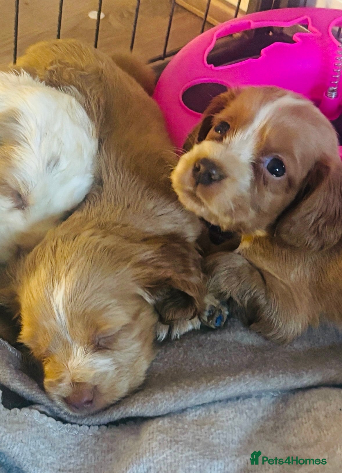 Cocker Spaniel dogs KC cockers only red and white left  - Advert 11