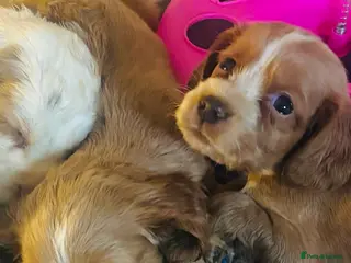 Cocker Spaniel dogs KC cockers only red and white left - Advert 11