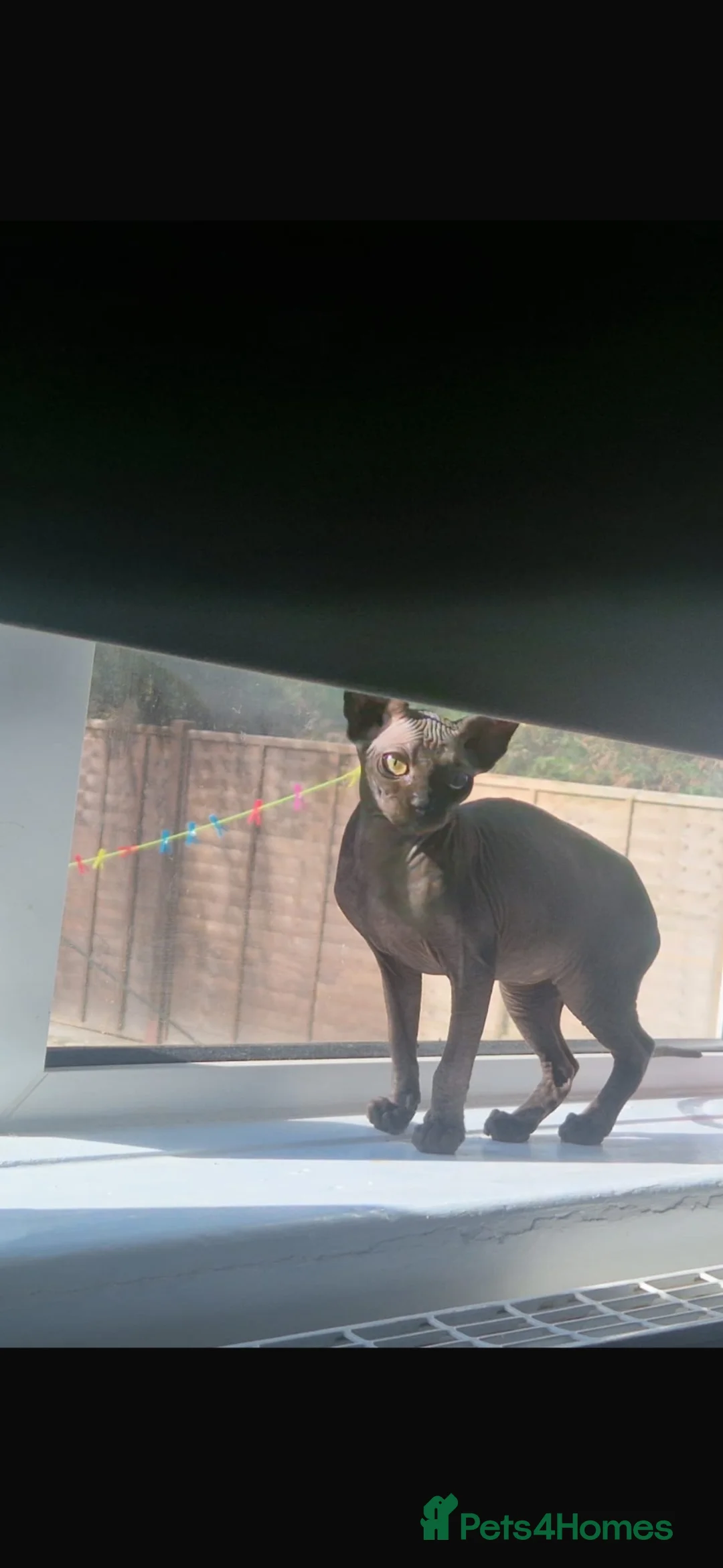 Sphynx cats for sale: Male sphynx  in Alfreton - Advert 2