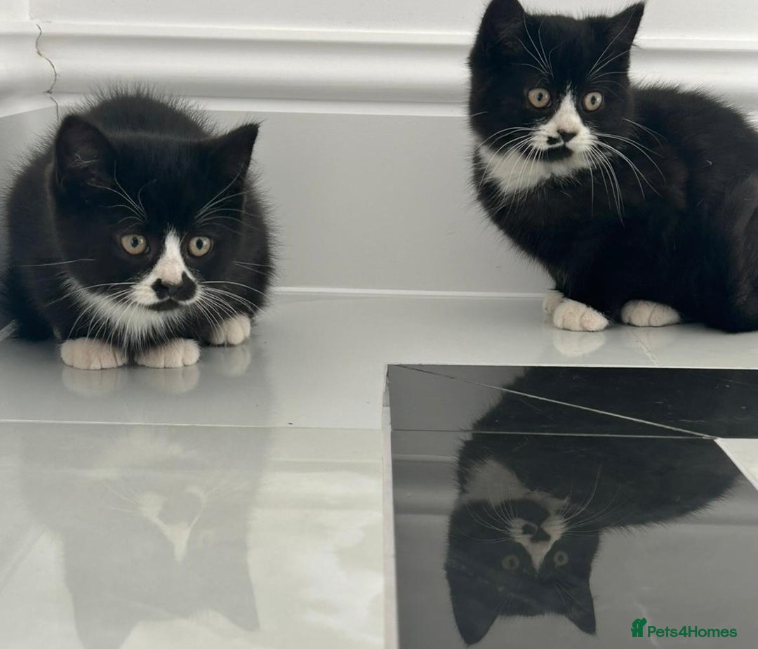 British Shorthair cats for sale: Beautiful British short hair kittens - Advert 3