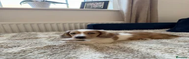 Miniature Dachshund 5