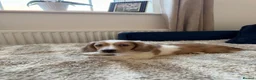 Miniature Dachshund dogs for sale: Isabella dapple Piebold  - Advert 2