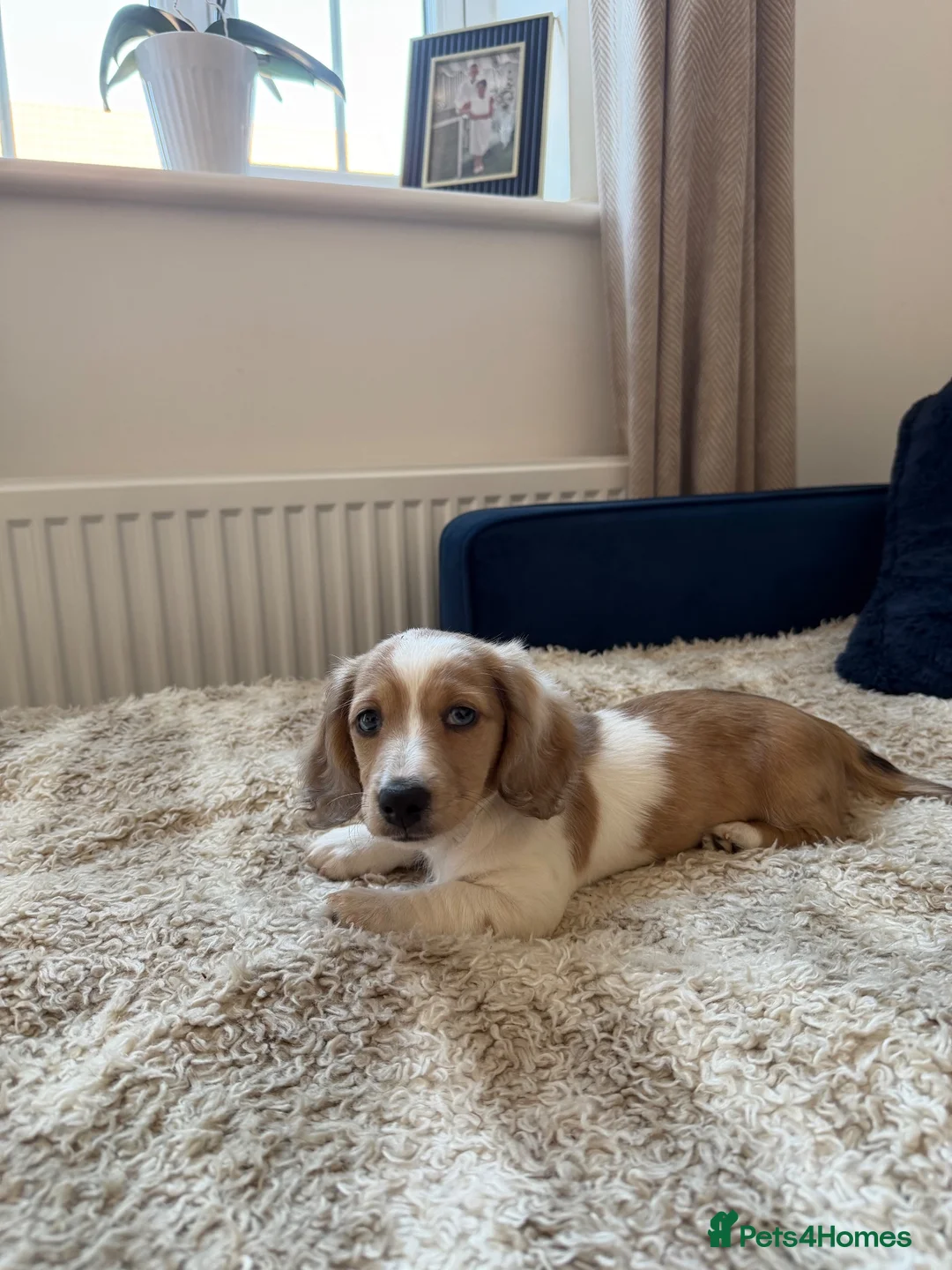 Miniature Dachshund dogs for sale: Isabella dapple Piebold  - Advert 2