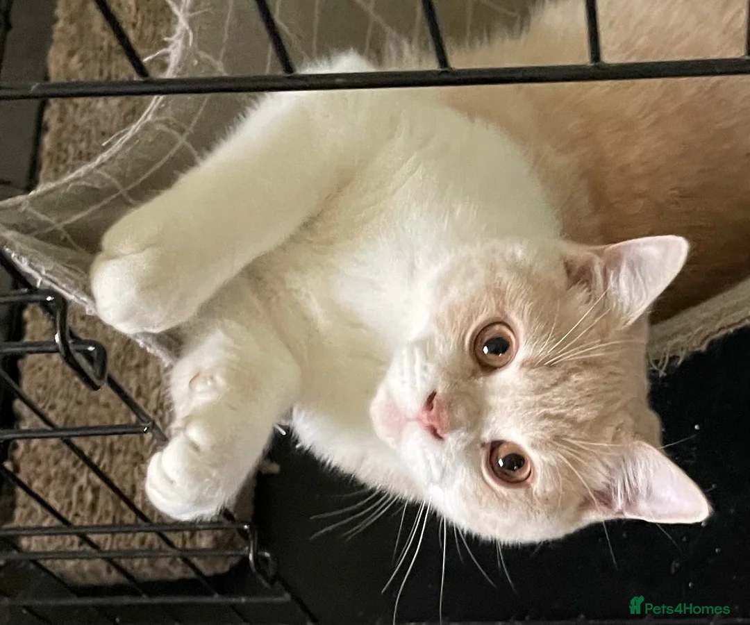 British Shorthair cats for sale: Full Pedigree GCCF British Boy . Cream and White  - Advert 1