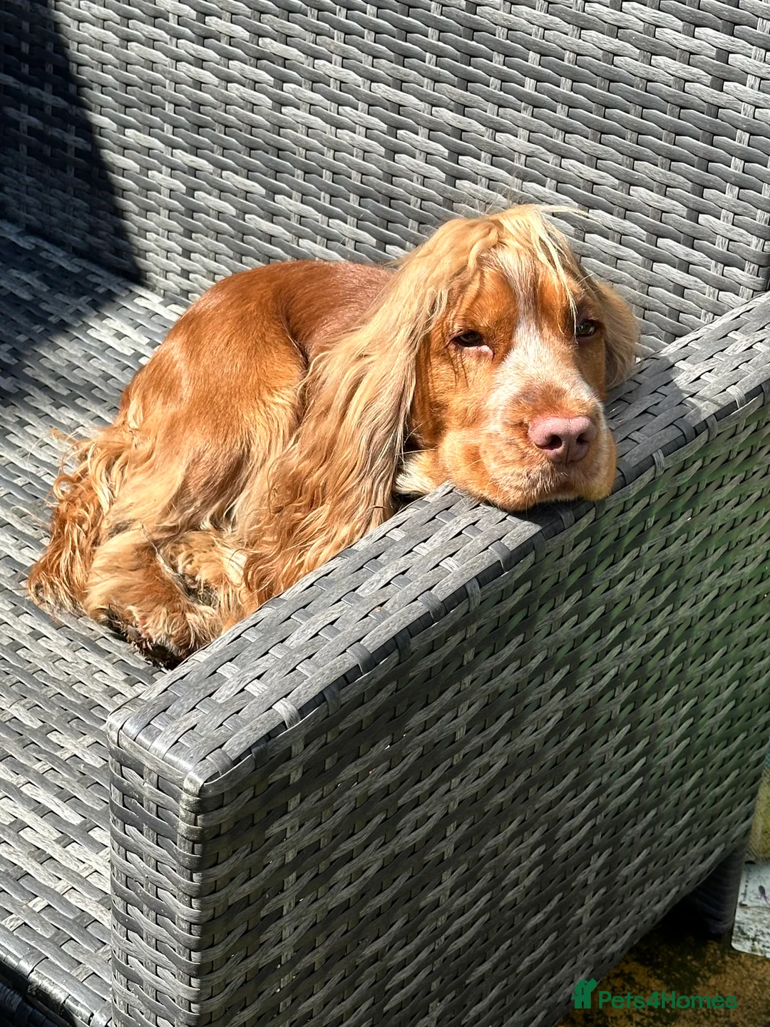 Cocker Spaniel dogs for stud: KC chocolate Sable Show Cocker at Stud in Bournemouth - Advert 3
