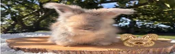 Angora rabbits for sale: Fully Vaccinated Pedigree English Angoras  - Advert 3
