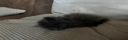 British Longhair cats for sale: British short and long haired mixed kittens  - Advert 6