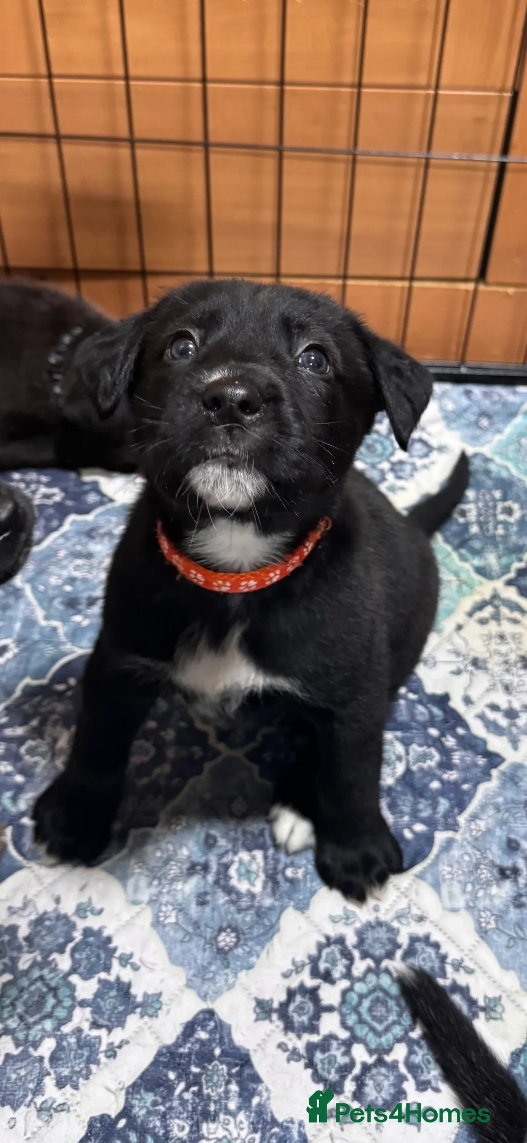 Mixed Breed dogs for sale: RARE BLUE EYE Sholly  ** tiff x Husky  - Advert 33