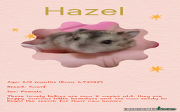 Hamster rodents for sale: Hamsters  - Image 8