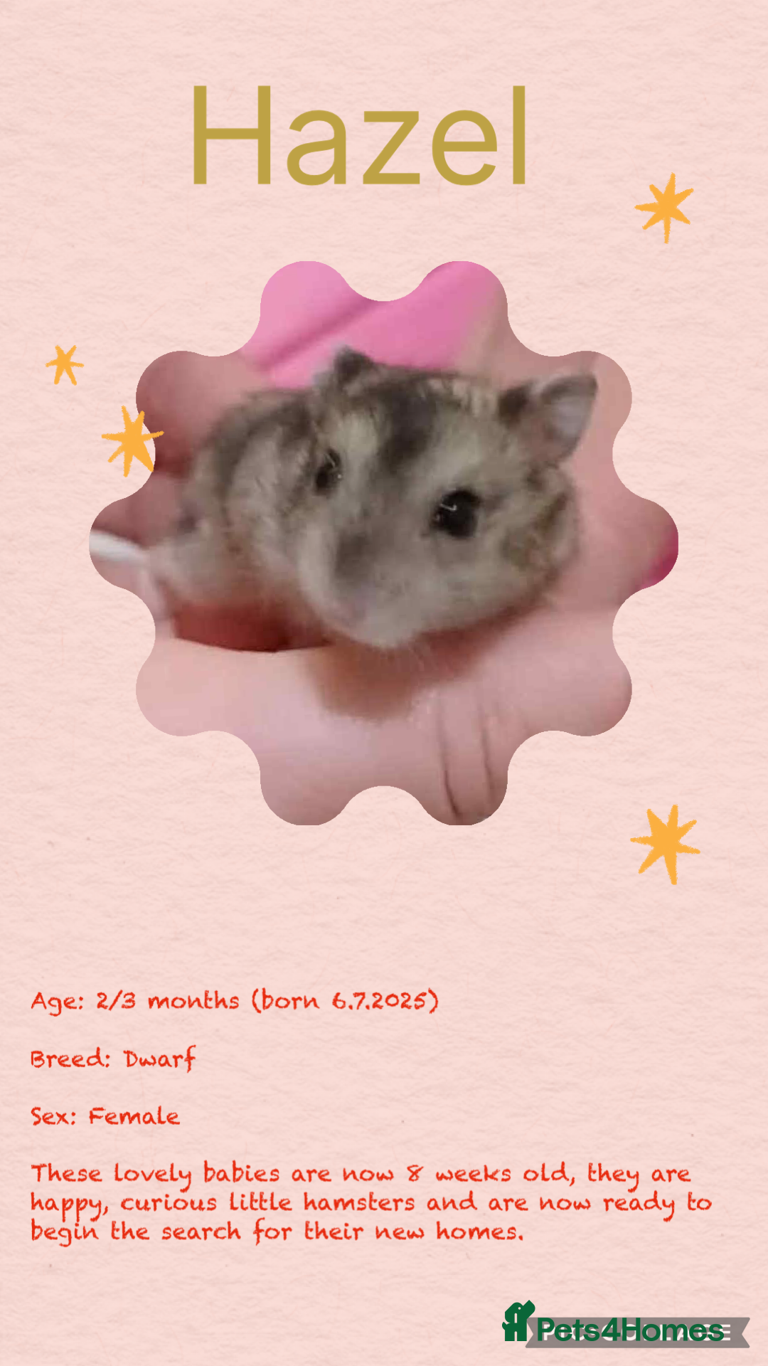 Hamster rodents for sale: Hamsters  - Image 8