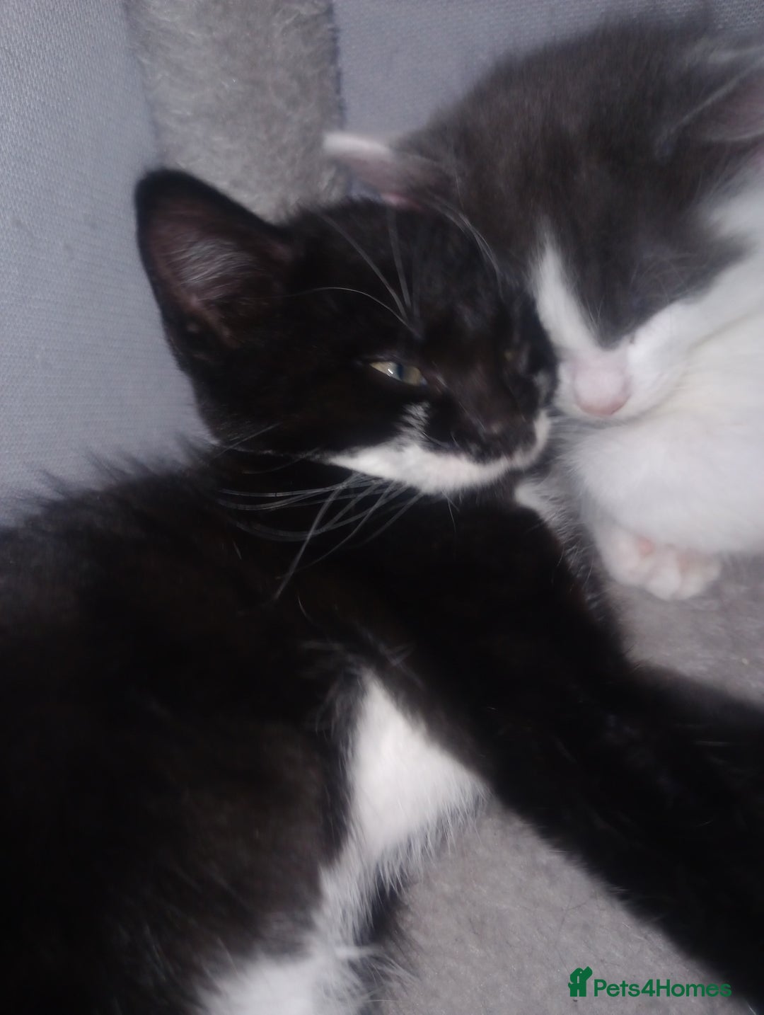 Mixed Breed cats for sale: Amazing kitten's  - Advert 14