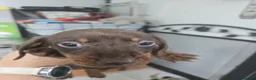 Miniature Dachshund dogs for sale: Miniature daschund pups - Advert 4