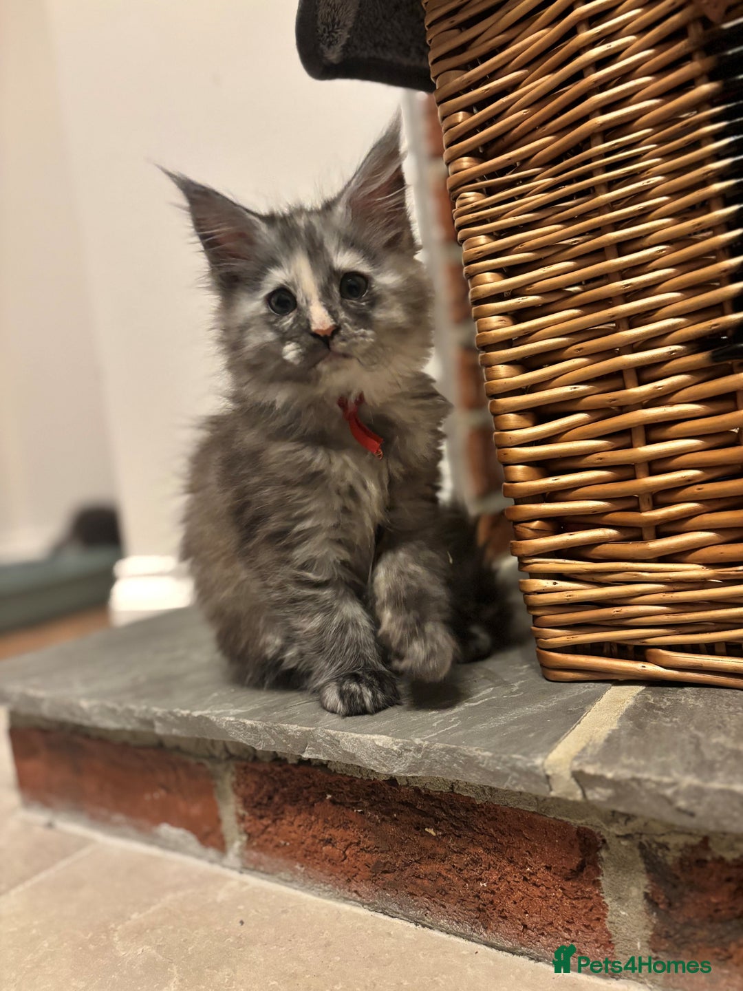Maine Coon cats for sale: TICA Maine Coon Kittens - Advert 9
