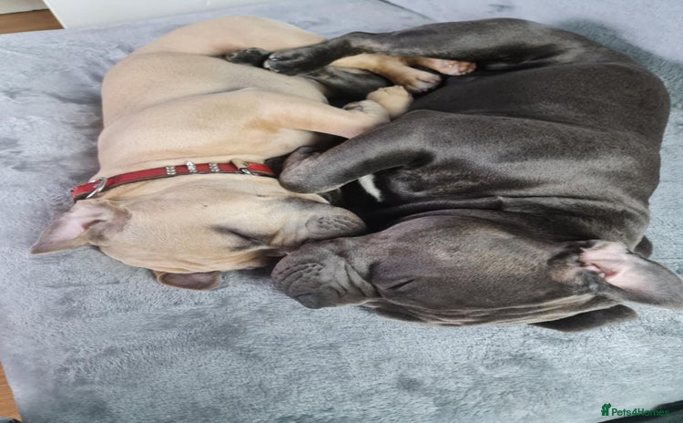 Mixed Breed dogs - Advert 1
