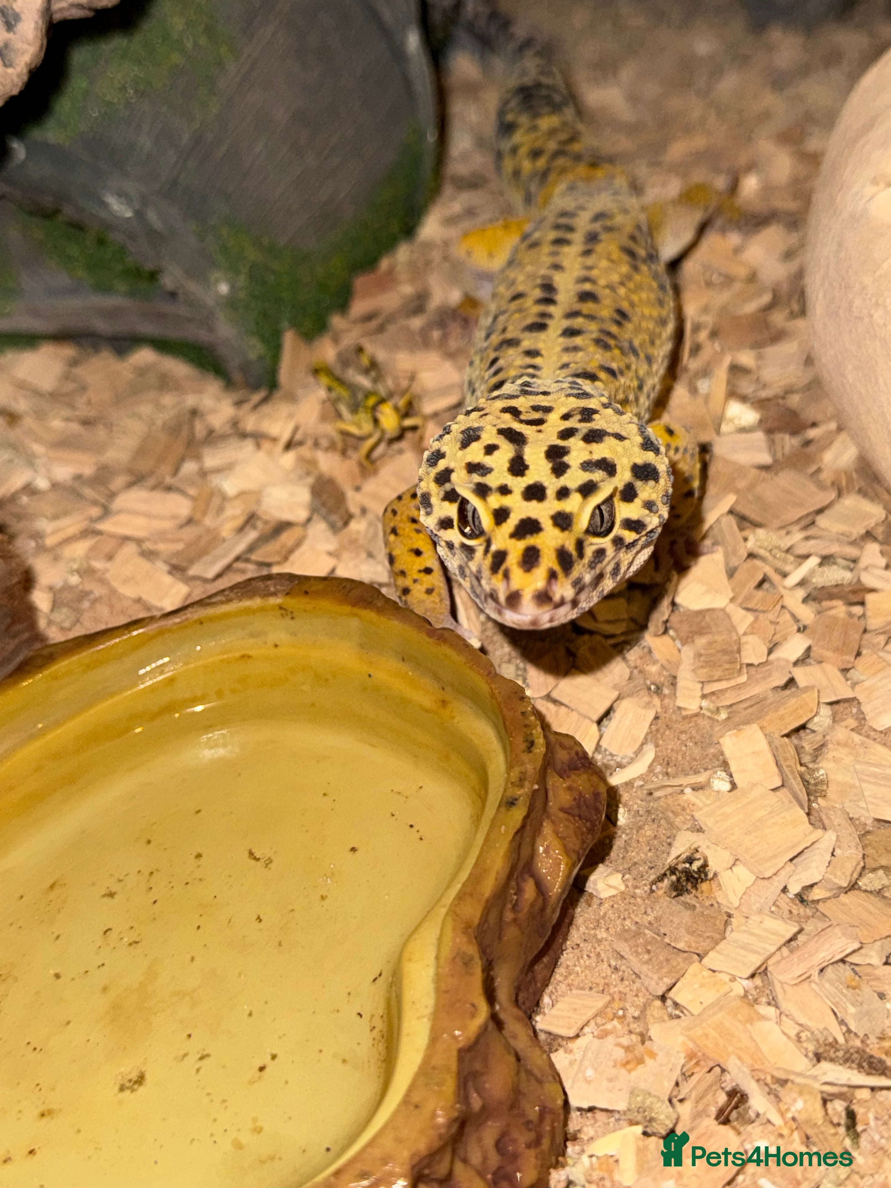Leopard Gecko reptiles Leopard Gecko 🦎 and enclosure  - Advert 17
