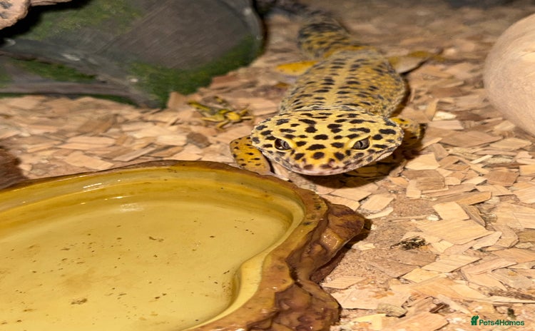 Leopard Gecko reptiles - Advert 1