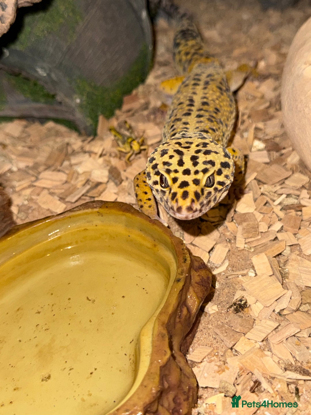 Leopard Gecko reptiles for sale: Leopard Gecko 🦎 and enclosure  - Image 1