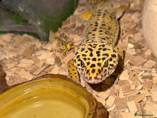 Leopard Gecko reptiles - Advert 6