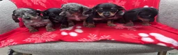 Miniature Dachshund dogs for sale: ****6 beautiful boys 💙💙*** - Advert 13