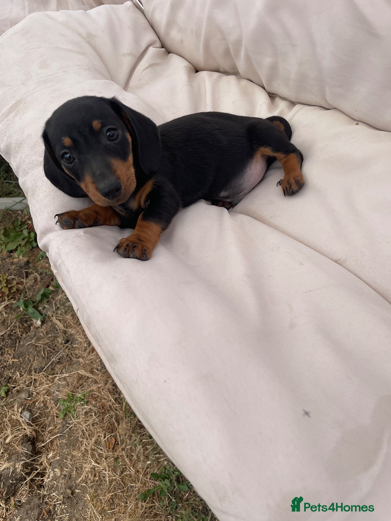 Miniature Dachshund dogs Miniature Dachshund Pups ready to leave 🐶  - Advert 8