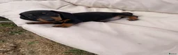 Miniature Dachshund dogs for sale: Miniature Dachshund Pups ready to leave 🐶  - Advert 13