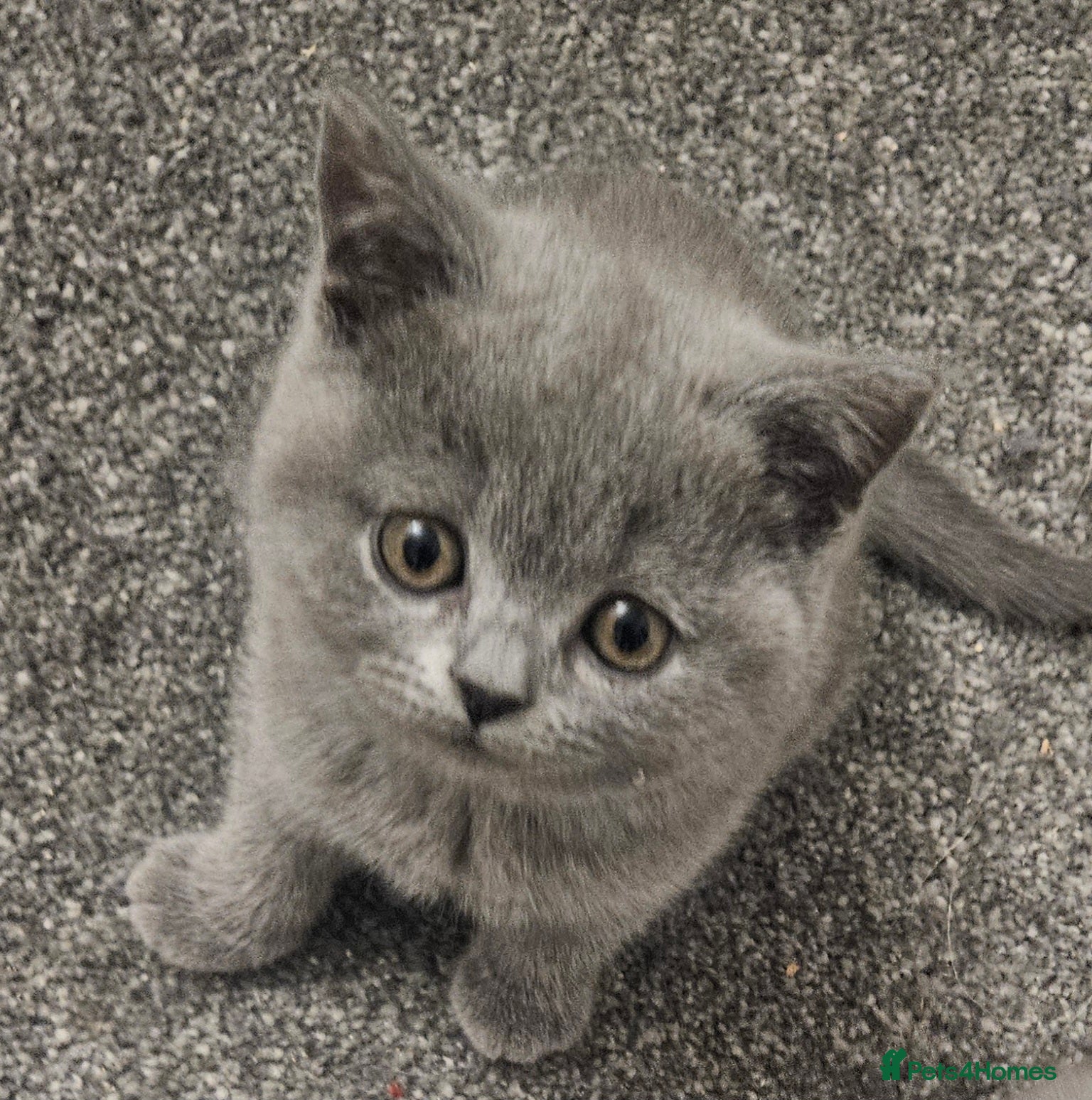 British Shorthair cats BRITISH SHORTHAIR KITTENS PADIGREE BLOODLINE READY - Advert 2