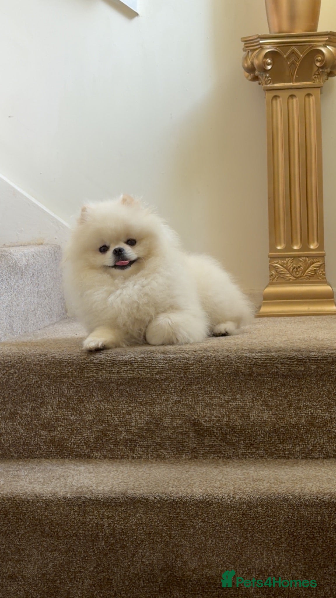 Pomeranian dogs Beautiful tiny boy  - Advert 2