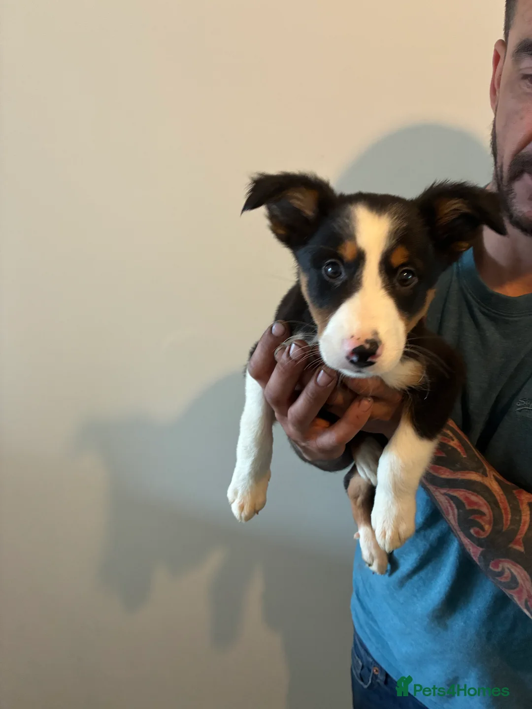 Border Collie dogs for sale: Border collie puppies  - Advert 7