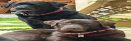 Labrador Retriever dogs for sale:  3 year old KC reg.  Chocolate Labrador  - Advert 4