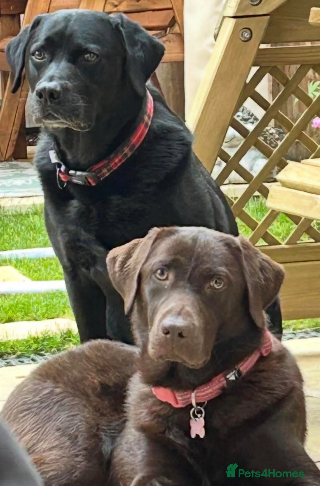 Labrador Retriever dogs for sale:  3 year old KC reg.  Chocolate Labrador  - Advert 4