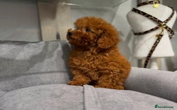 Toy Poodle dogs for sale: Purebred Toy Poodles Puppies Loving Homes! - Image 13