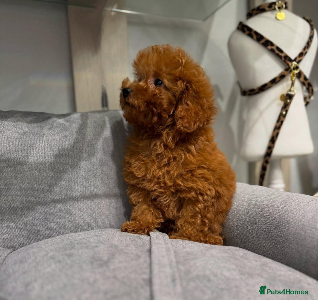 Toy Poodle dogs for sale: Purebred Toy Poodles Puppies Loving Homes! - Image 13