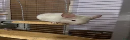 Chinchilla rodents for sale: Male and Female White Mosaic Chinchilla babies - Advert 8