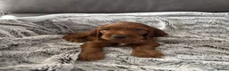 Irish Setter dogs for sale: KC registered Irish Setter puppies Bexhill-on-Sea - Advert 9